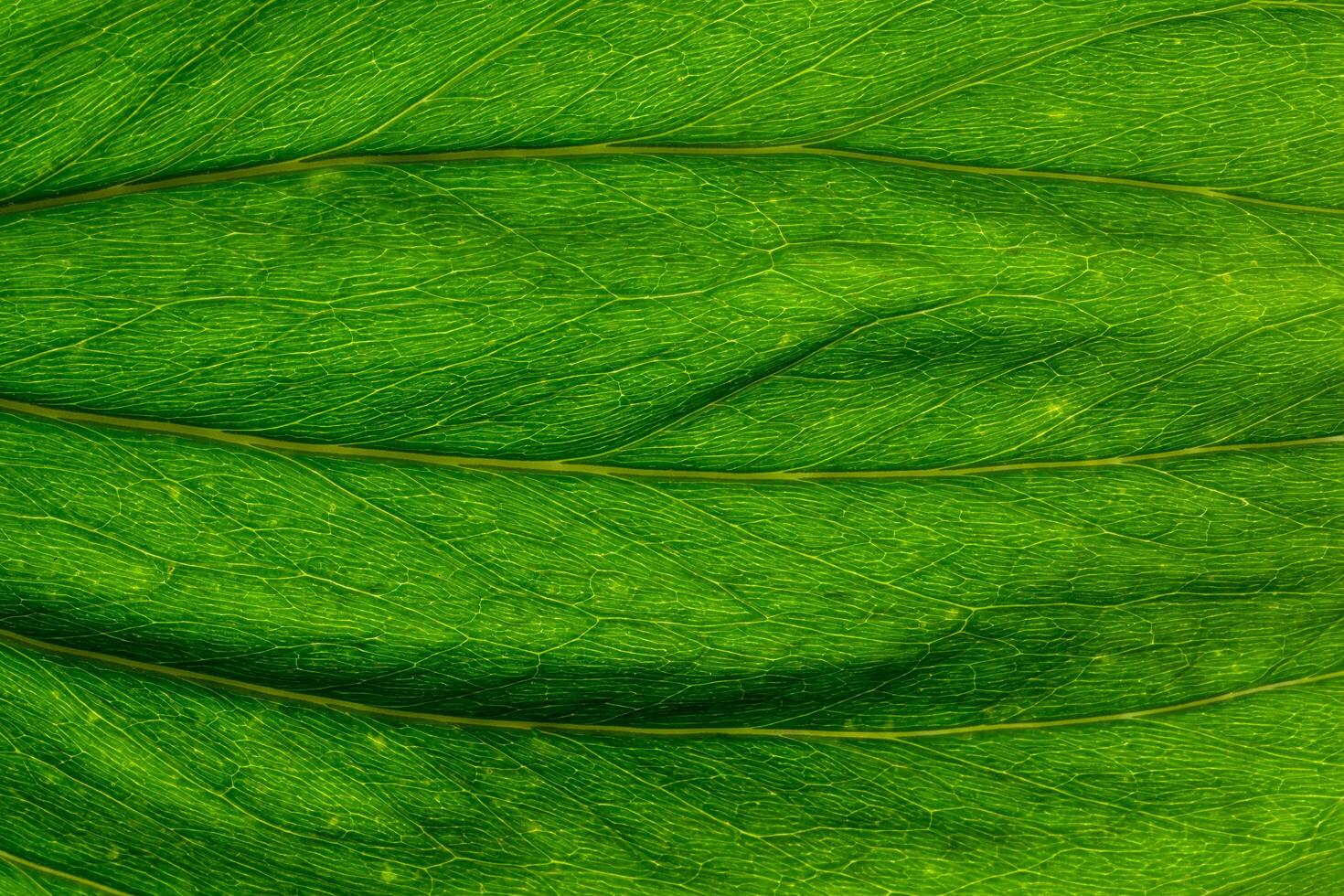 groene bladachtergrond foto