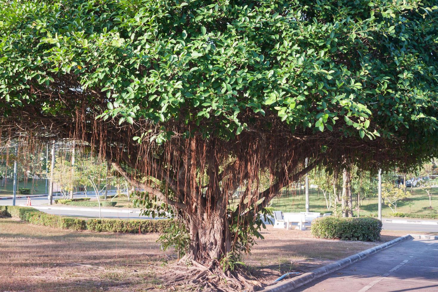 grote boom bij een weg foto