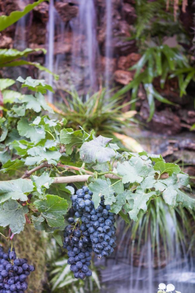 druiven met een waterval foto