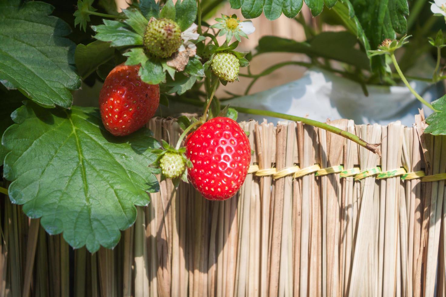 aardbeien op een hek foto