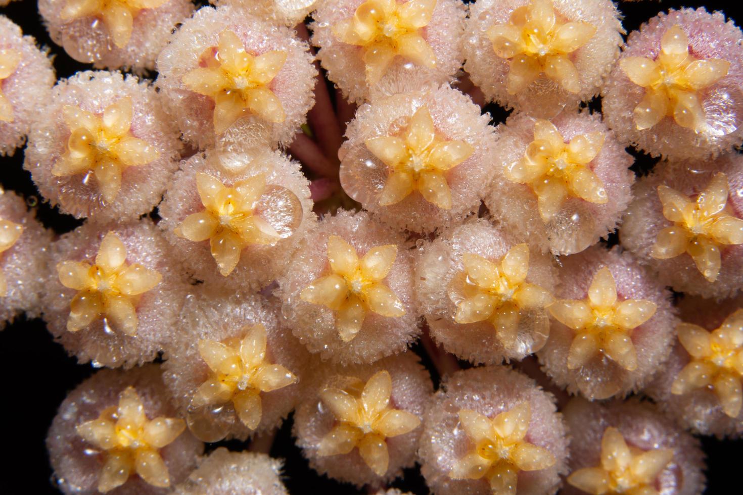 hoya bloemen, close-up foto