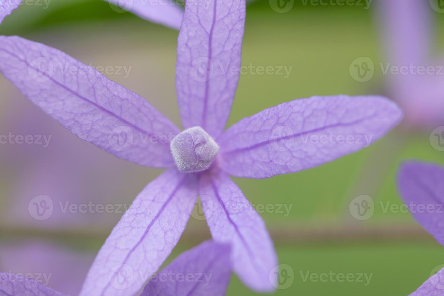 bloem close-up achtergrond foto