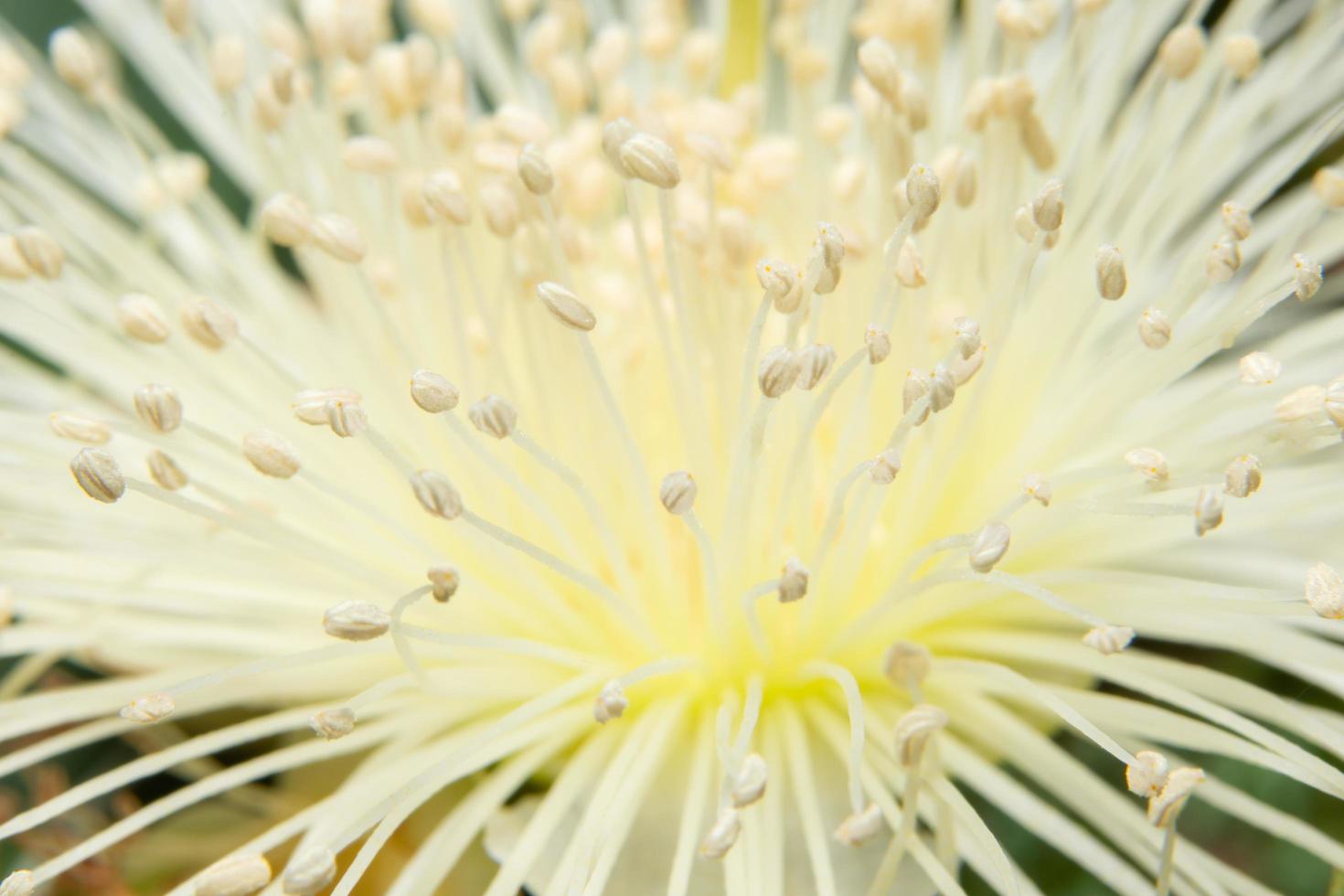 witte bloem, close-upfoto foto