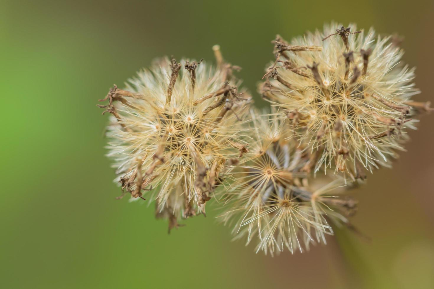 witte bloem, close-upfoto foto