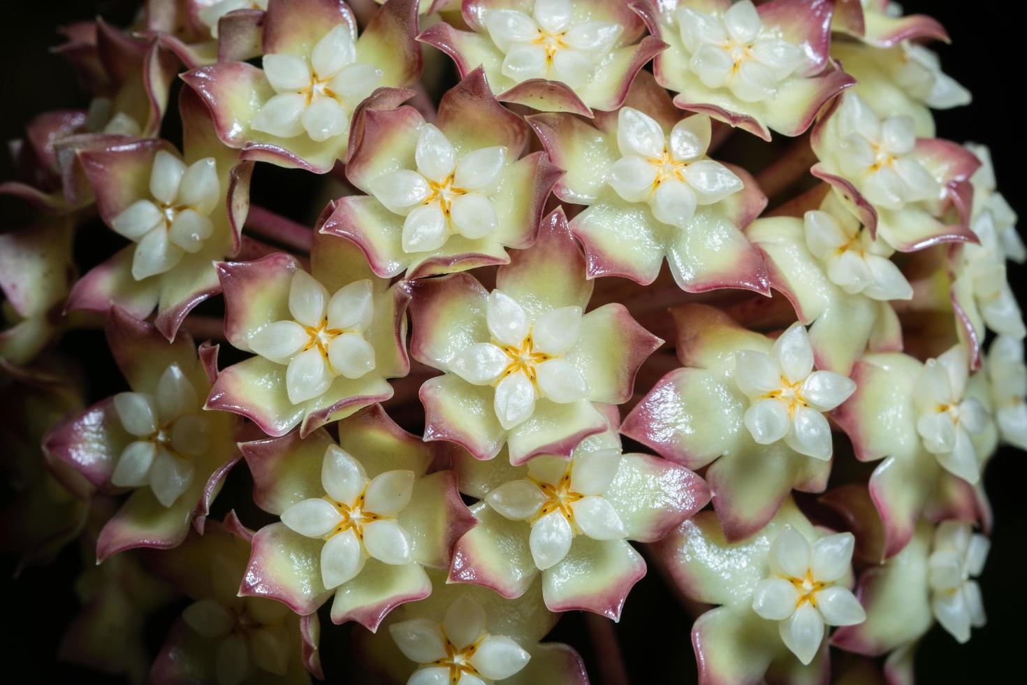 hoya bloemen, close-up foto