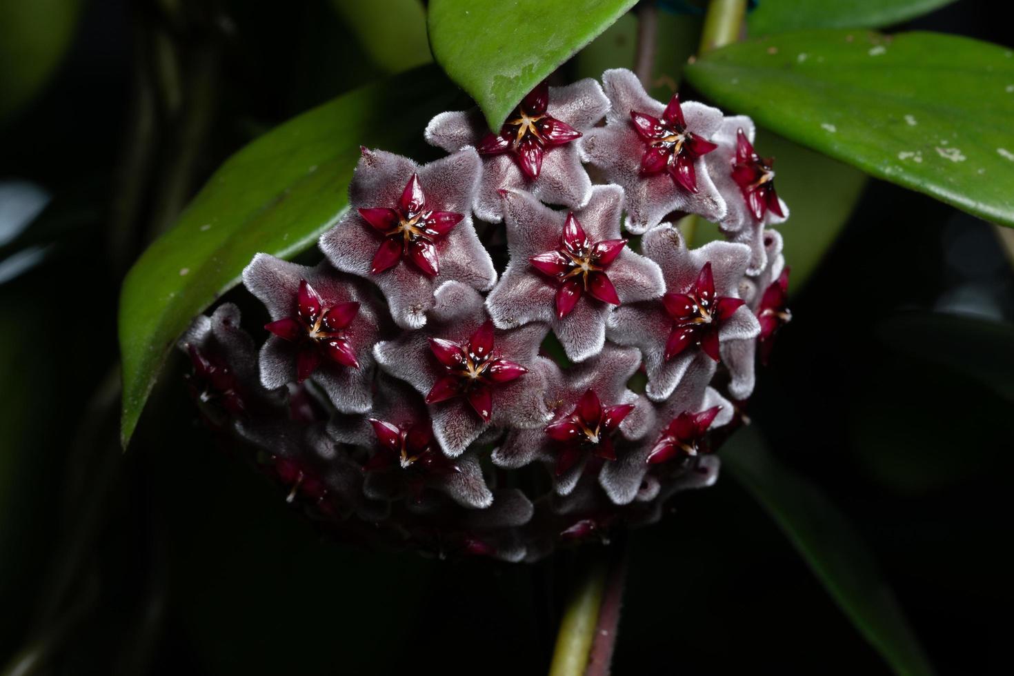 hoya bloemen, close-up foto