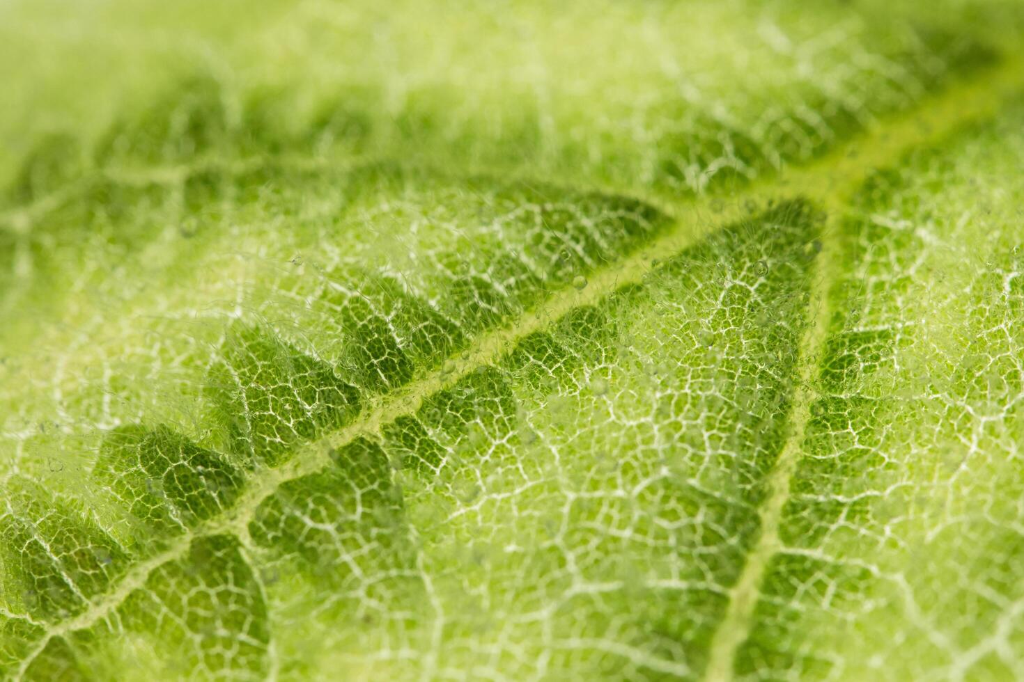 groene bladachtergrond foto