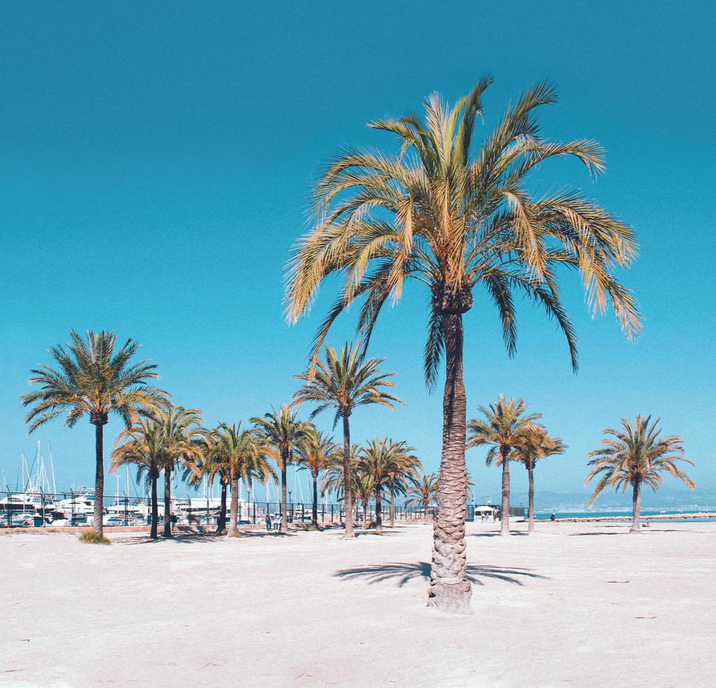palmbomen op een strand foto