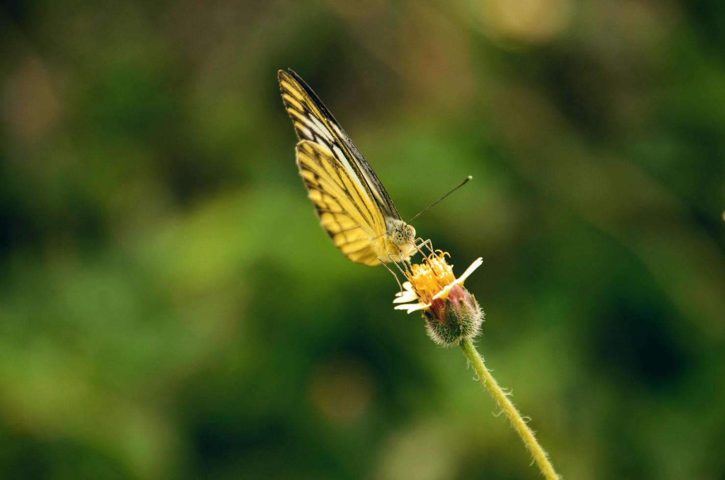 gele vlinder op een bloem foto