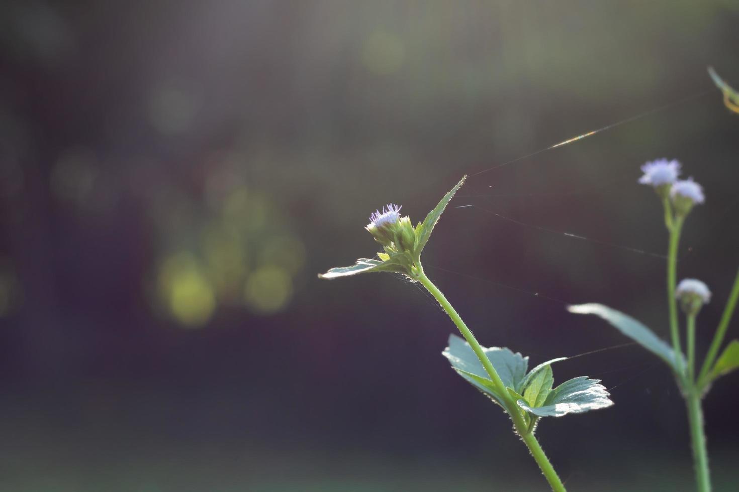 close-up van wilde bloemen foto