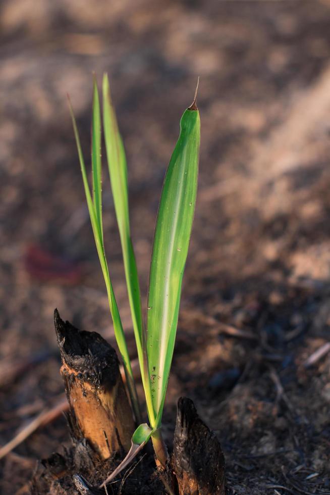 close-up van een suikerriet plant ontspruit foto