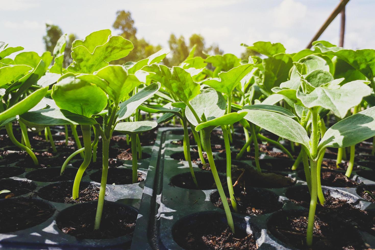 kleine watermeloenplanten die in een tuin groeien foto