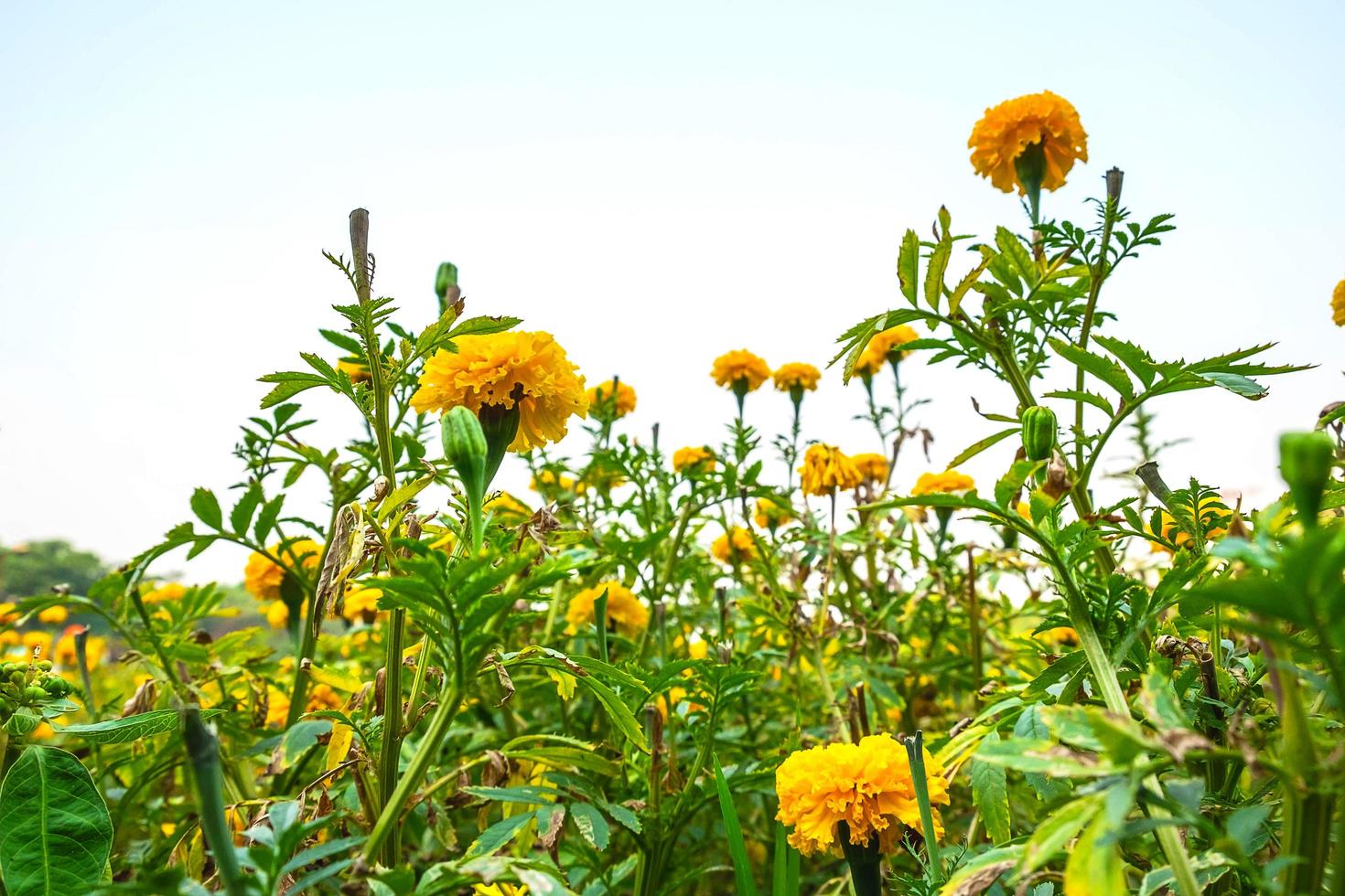 geel goudsbloem veld foto