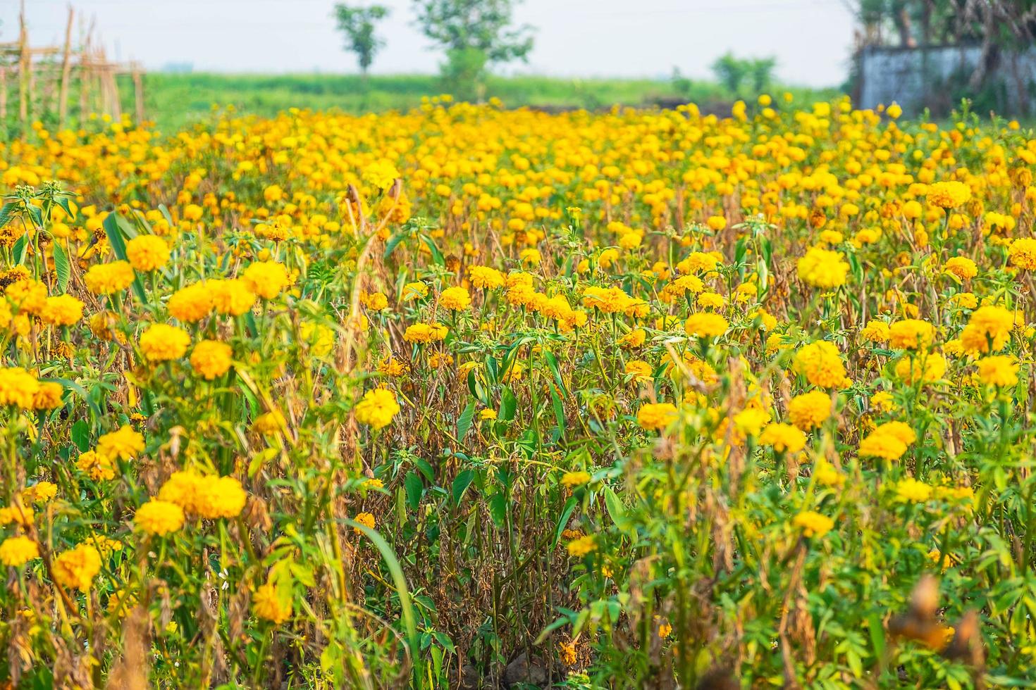 weide van gele bloemen foto