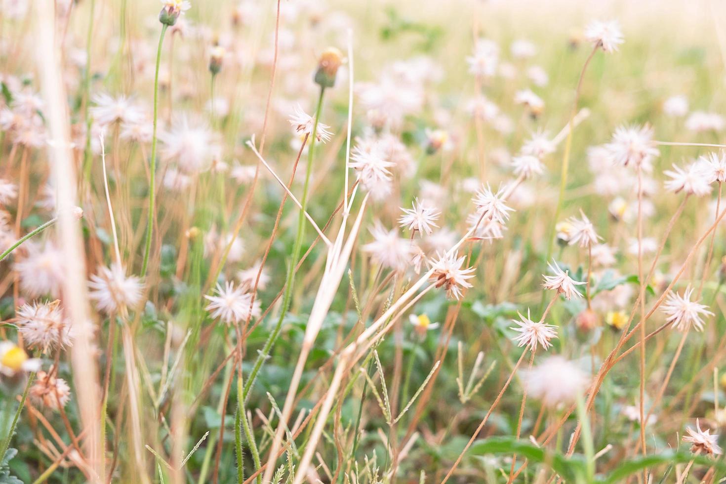 paardebloemen in een veld foto