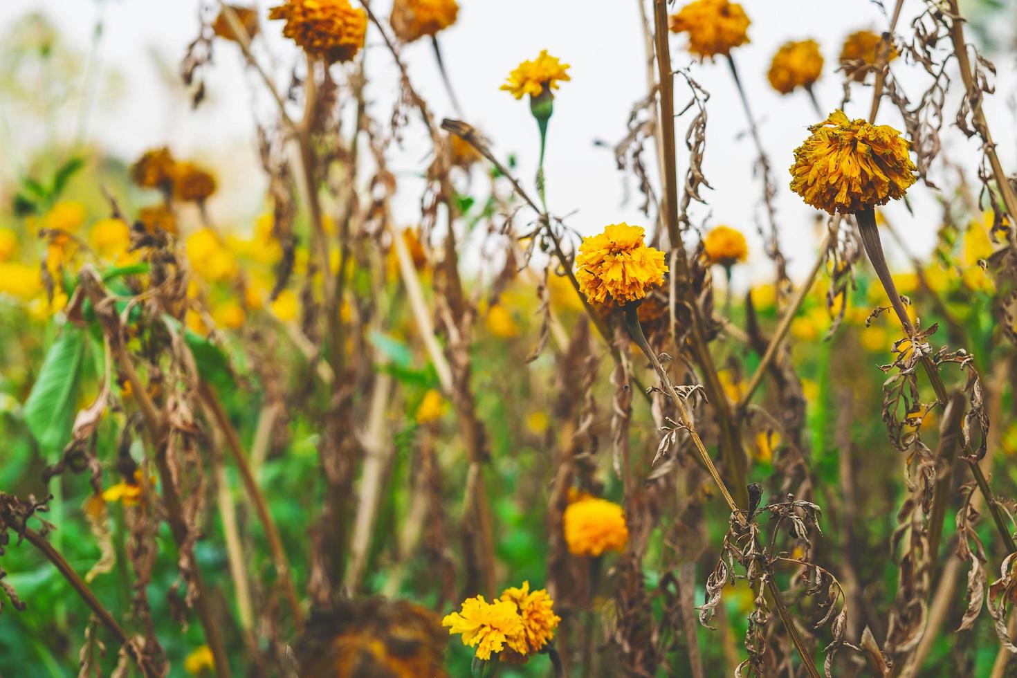 gele bloemen in een veld foto