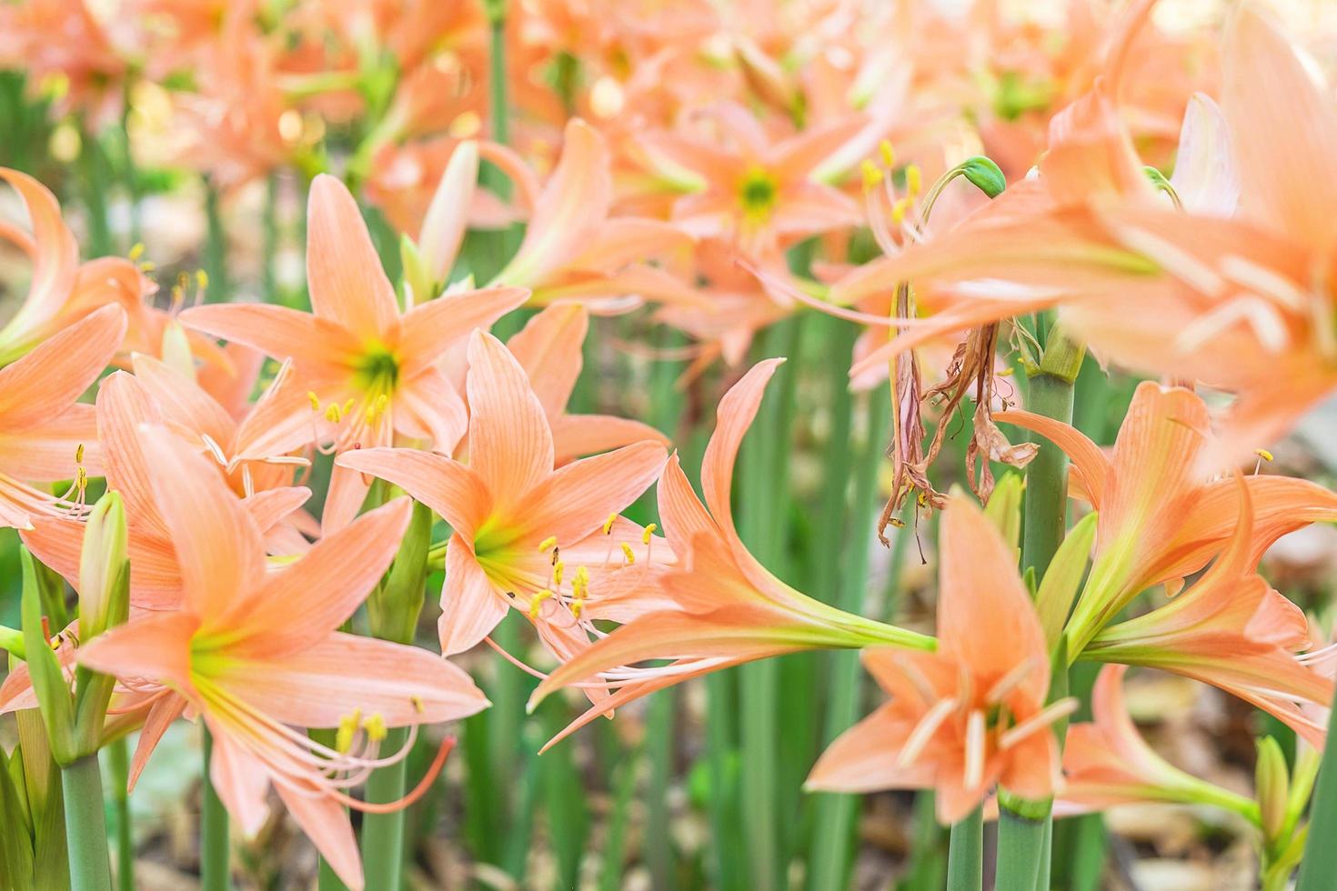 gebied van oranje amaryllisbloemen foto