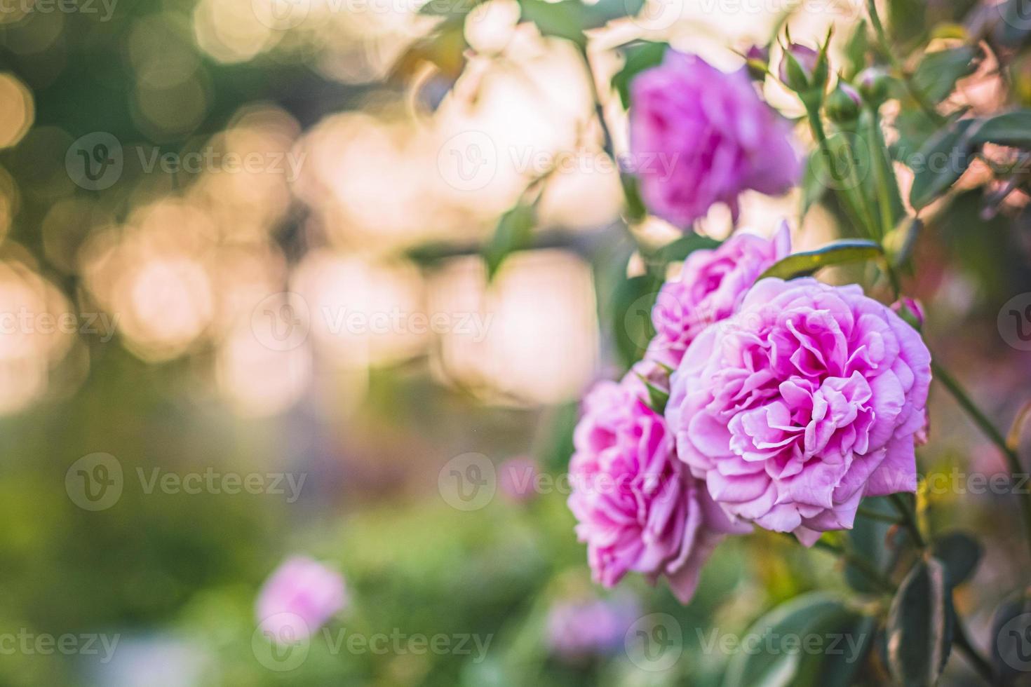 roze rozen in een tuin foto