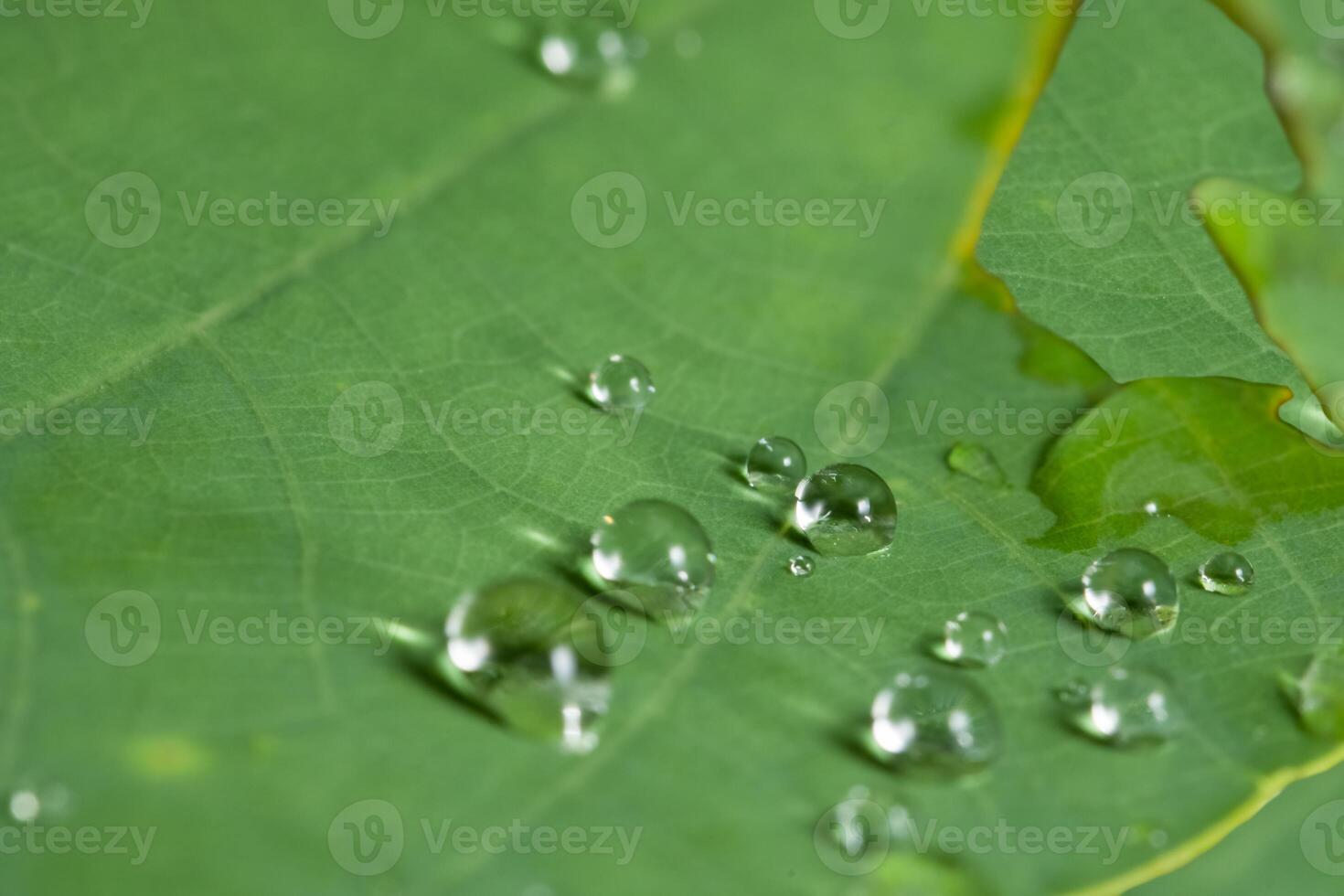 waterdruppels op een blad foto