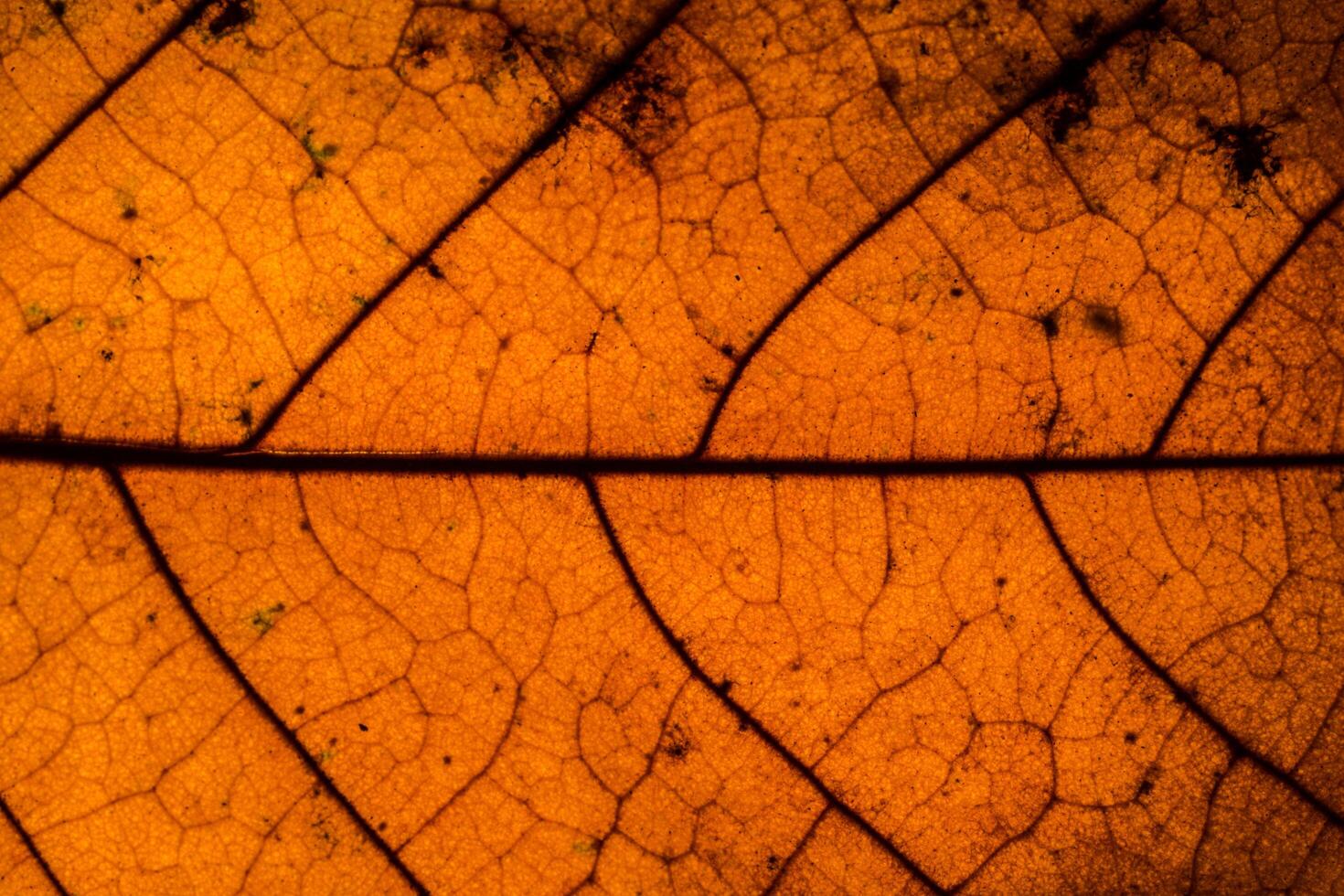 achtergrond textuur van een blad foto