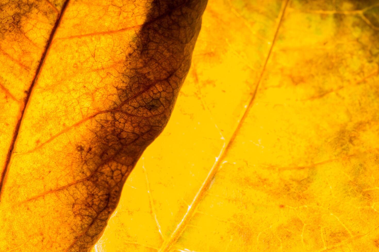 geel blad close-up foto