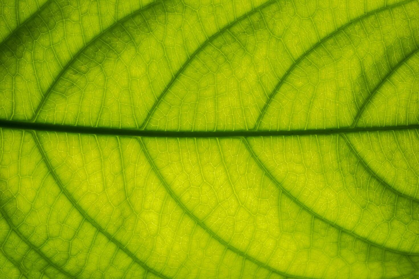 close-up van een groen blad foto