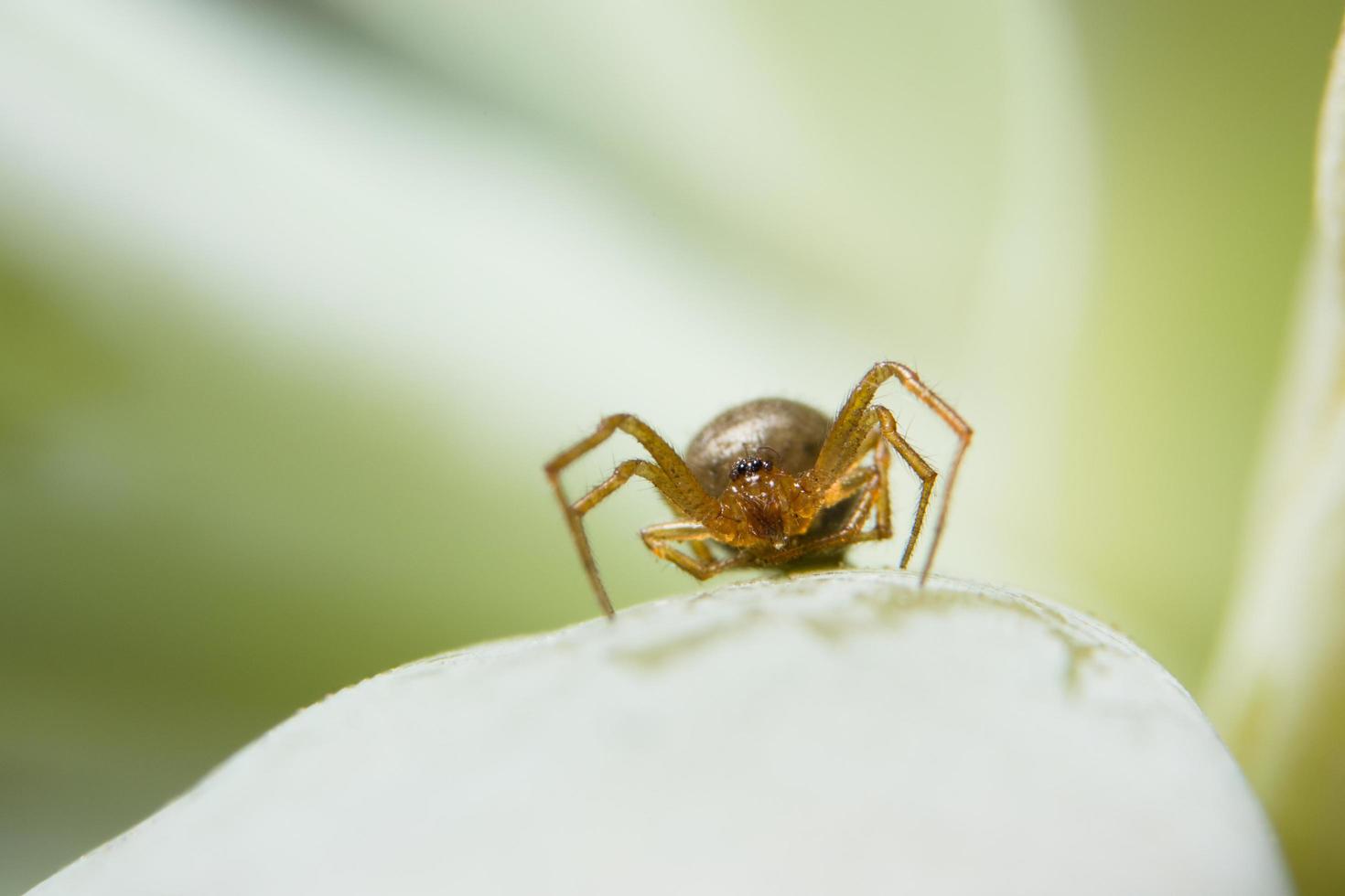 spin op een blad, close-upfoto foto