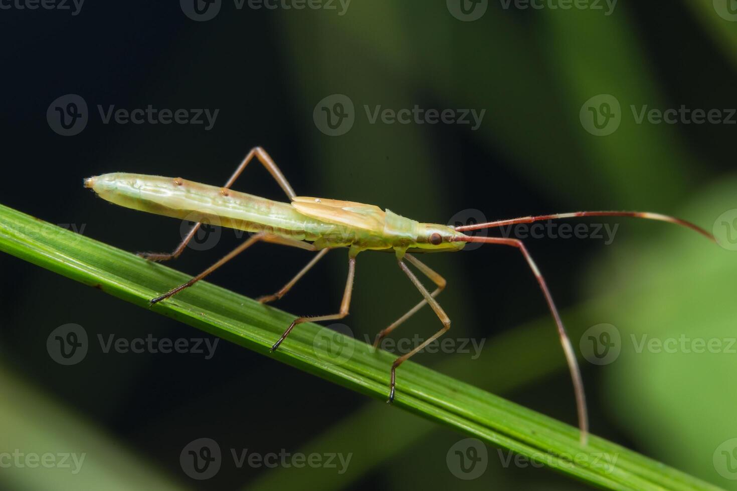 bruine huurmoordenaar op een plant foto