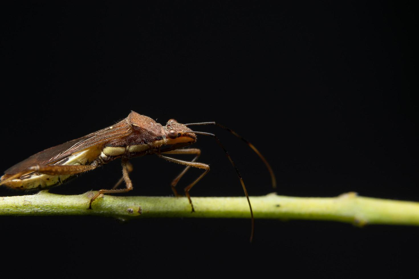 bruine huurmoordenaar op een plant foto