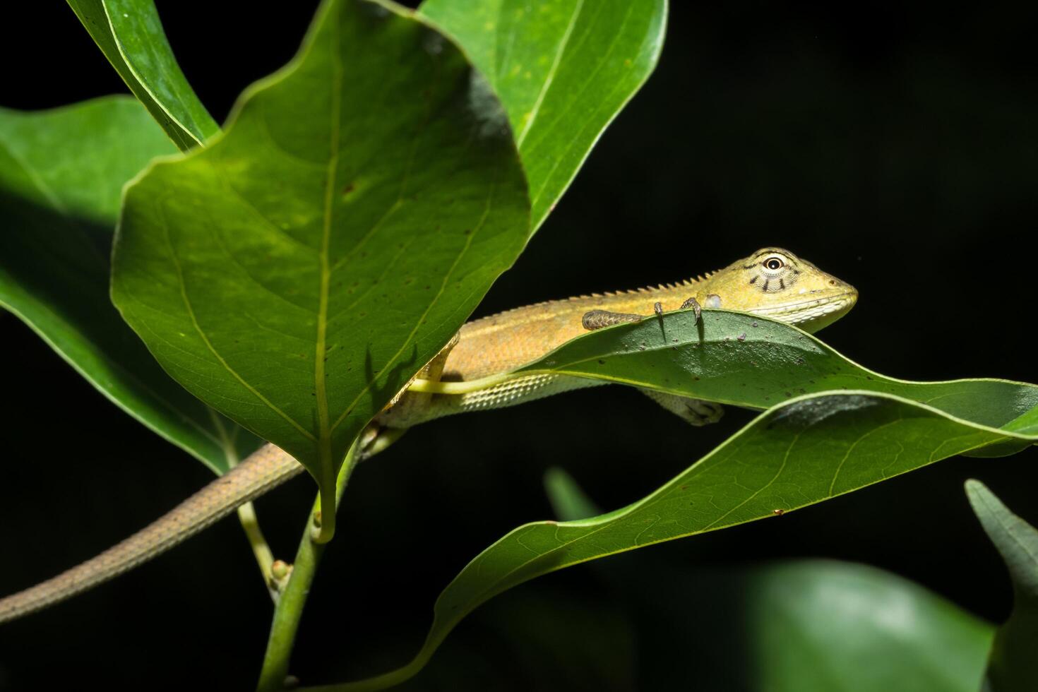 kameleon op de boom, close-up foto