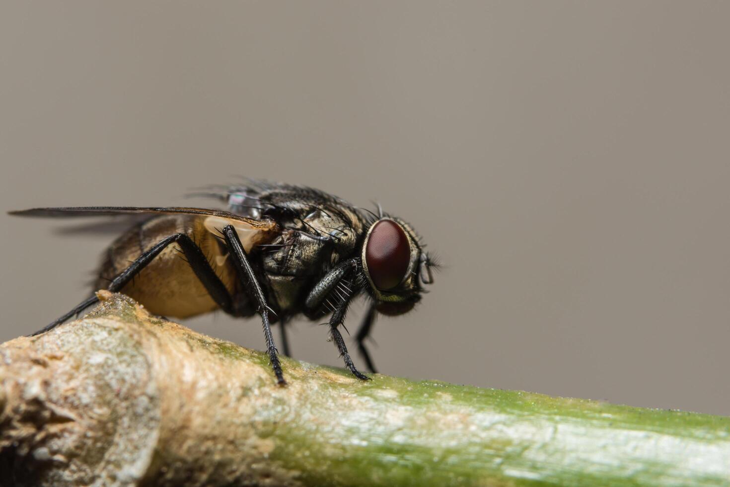 vliegen op een blad foto