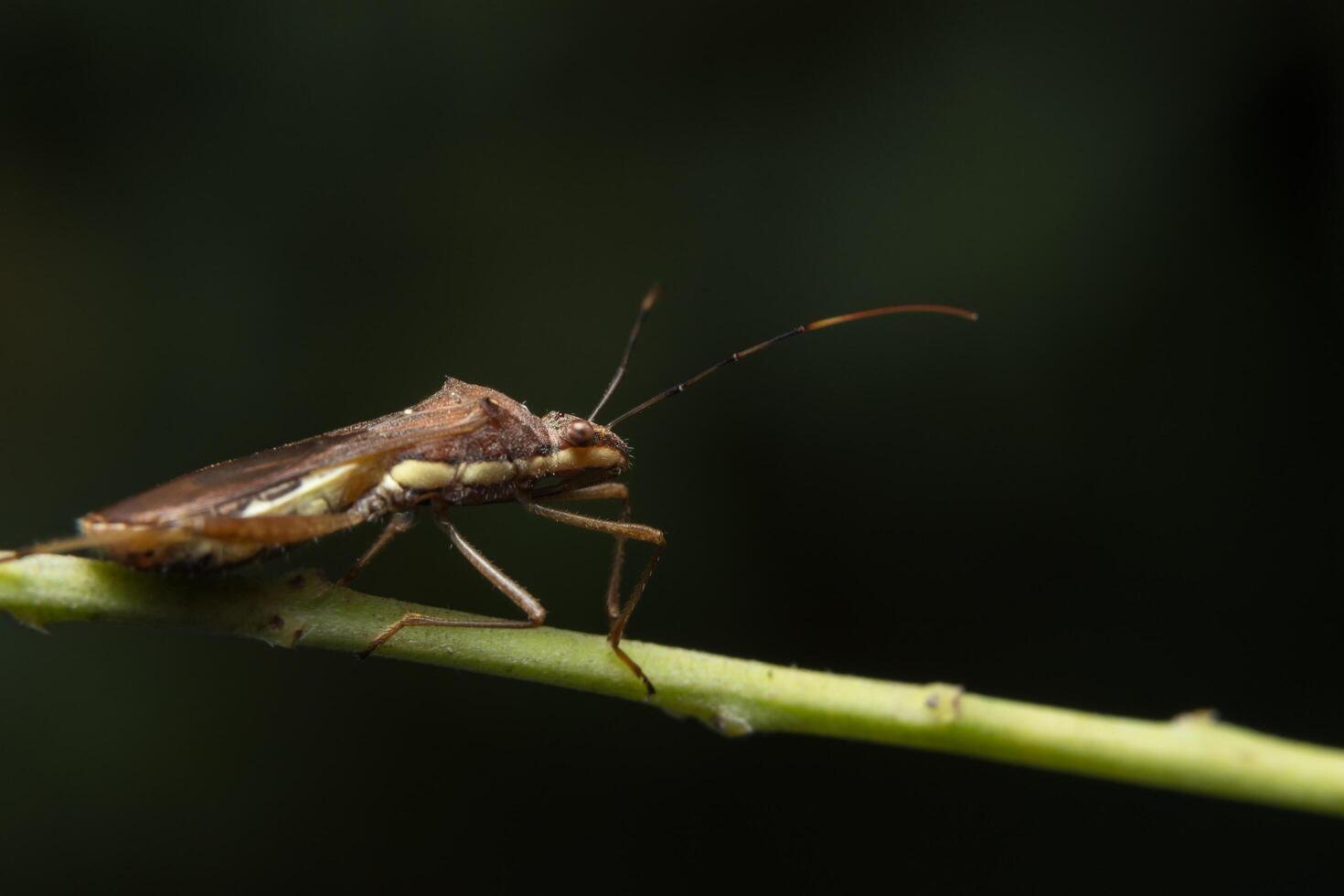 bruine huurmoordenaar op een plant foto