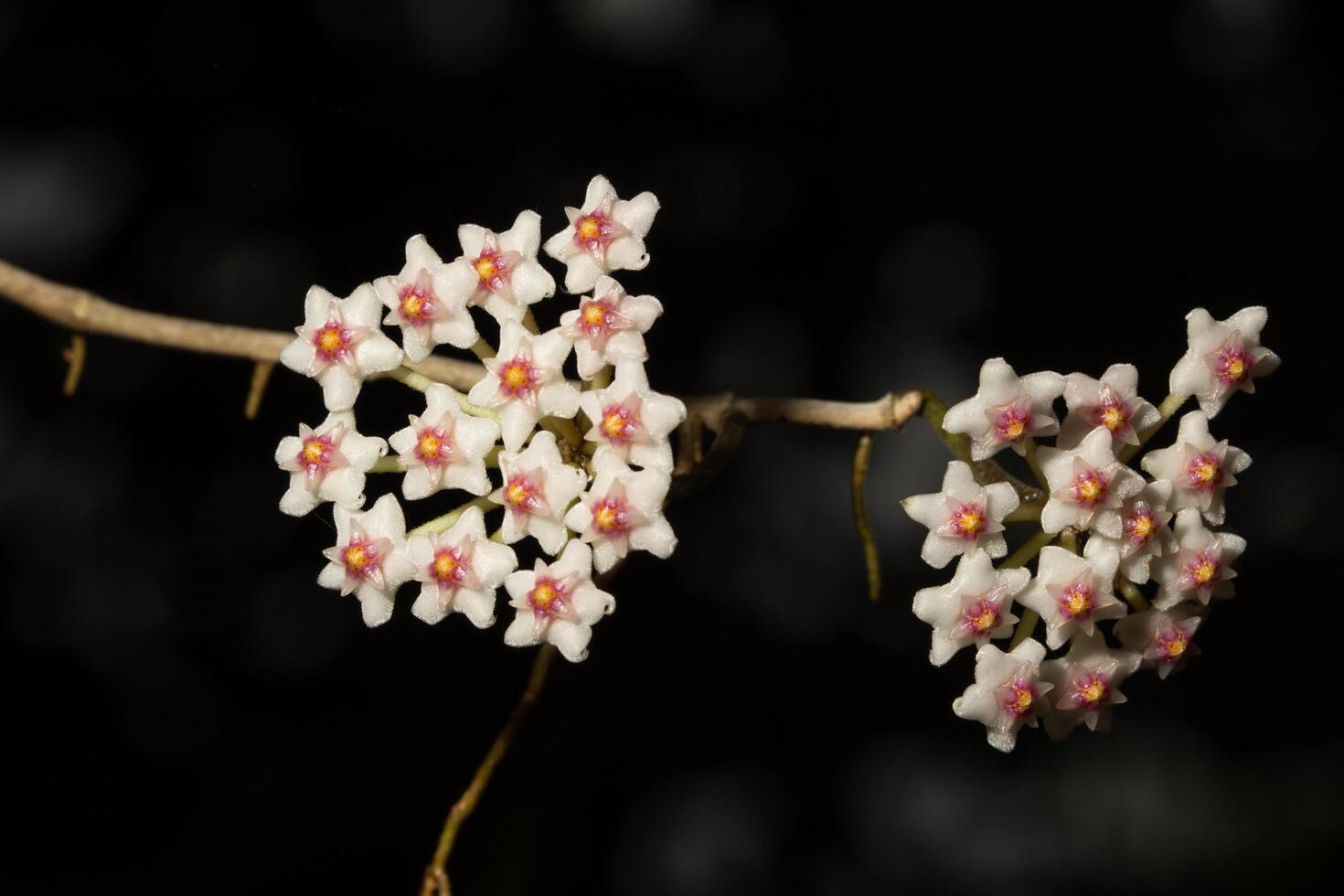 witte hoya-bloem foto