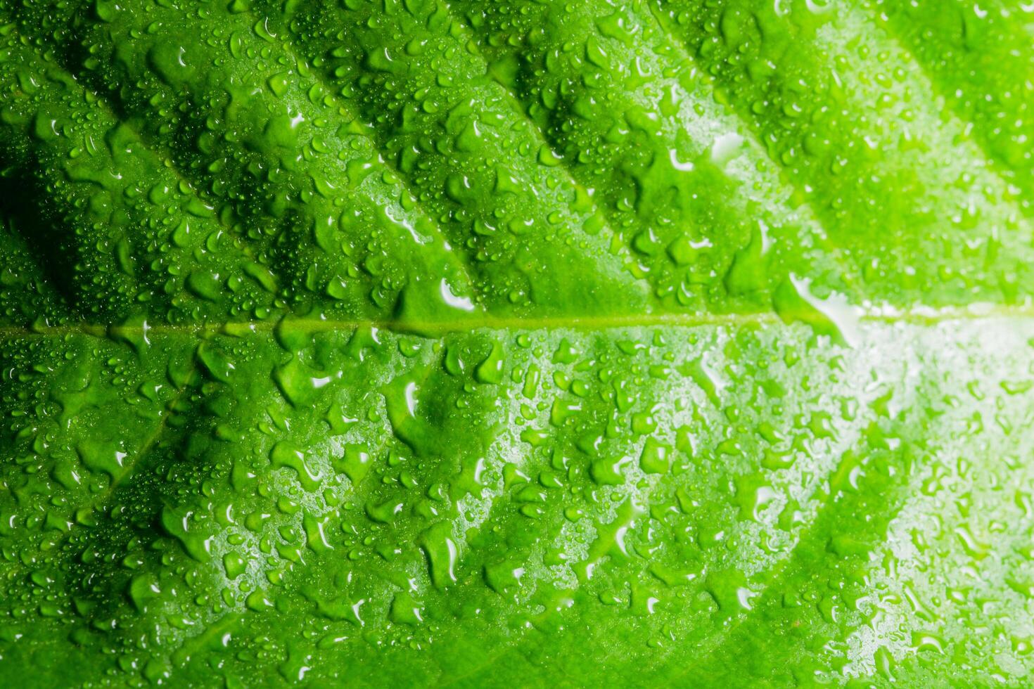 druppels op een groen blad foto