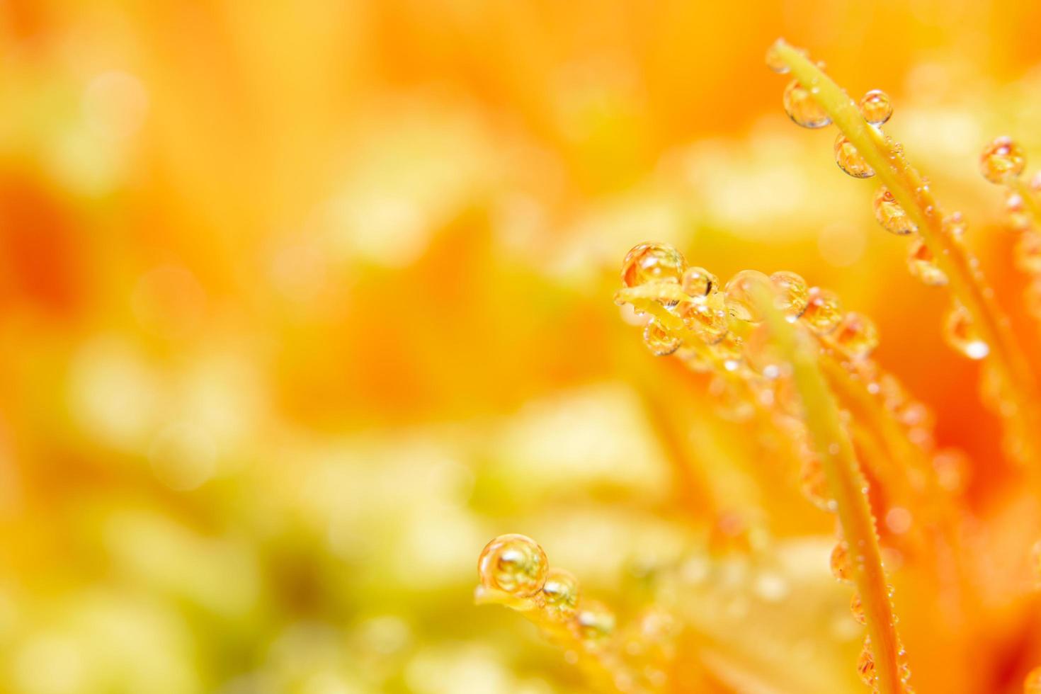 waterdruppels op oranje bloemblaadjes, close-up foto