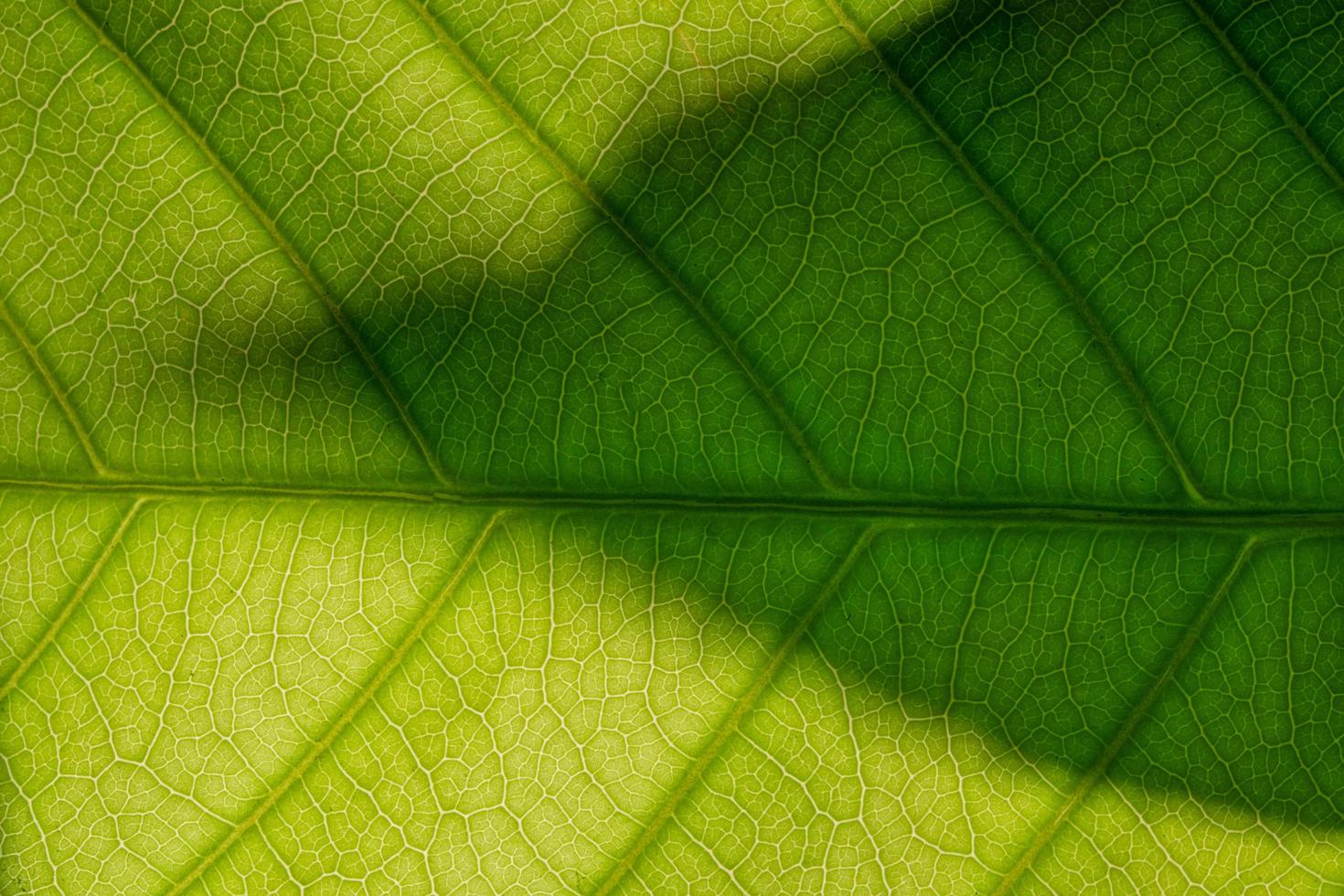 groen bladpatroon foto
