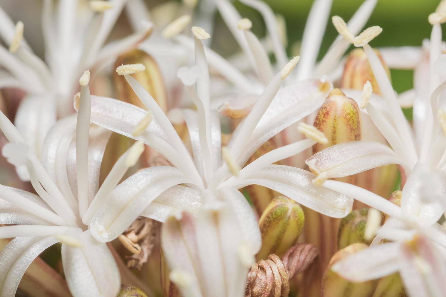 witte bloemachtergrond foto