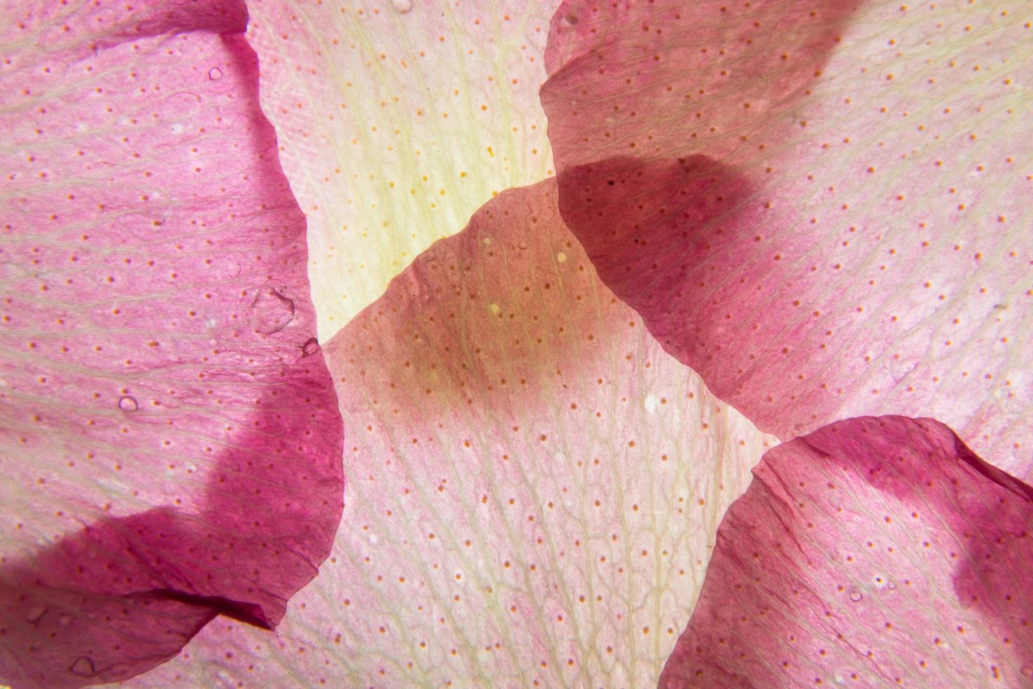 roze bloemblaadjes close-up foto