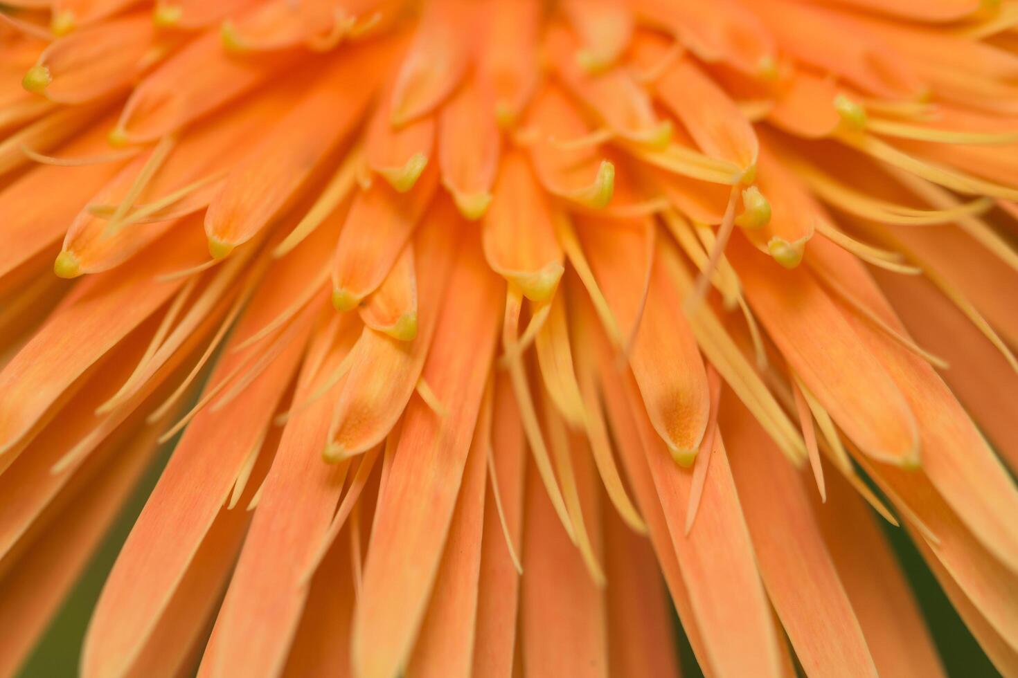 oranje bloemachtergrond foto