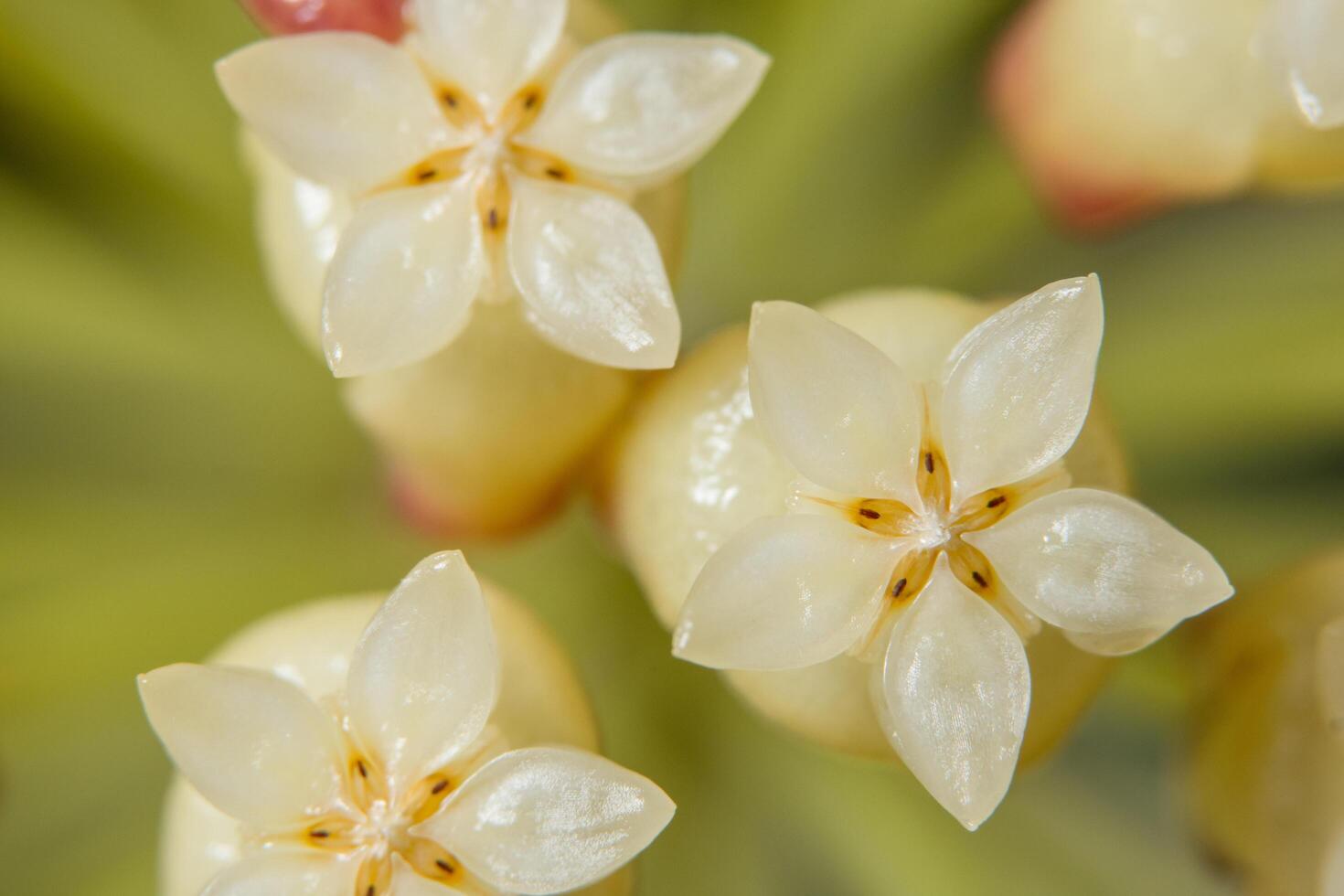 witte bloem close-up foto