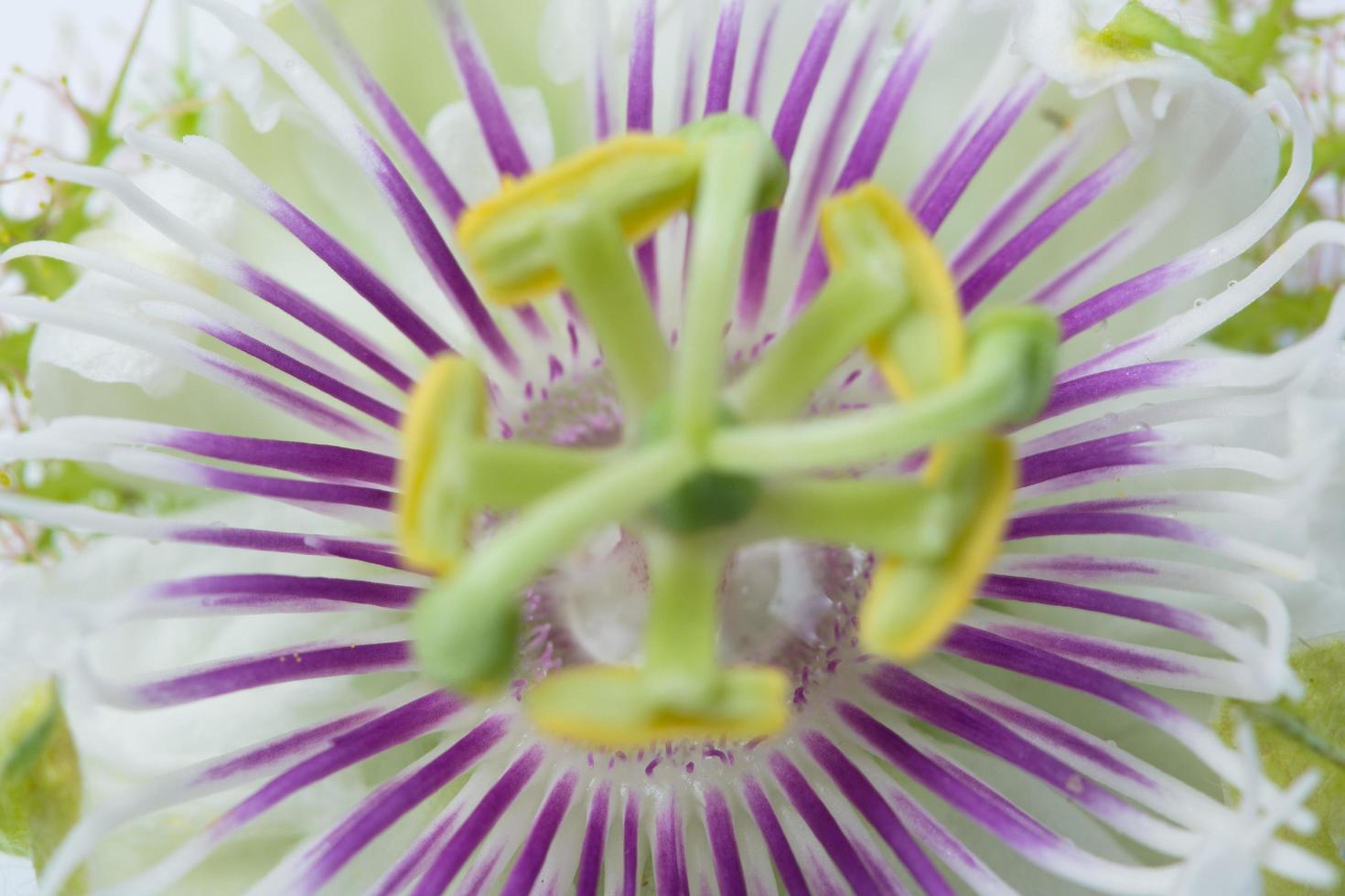 paarse en witte bloem close-up foto
