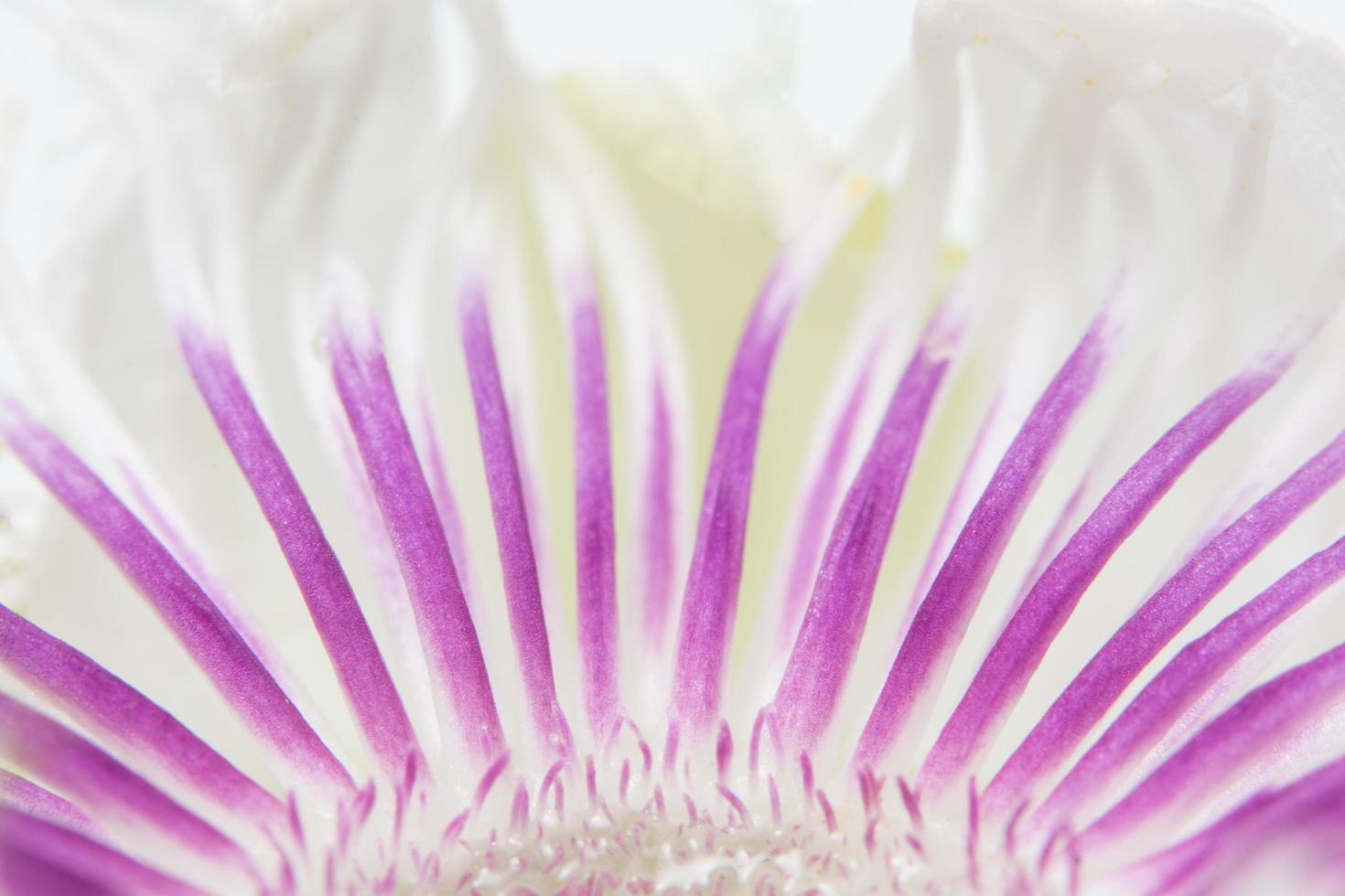paarse en witte bloemachtergrond foto