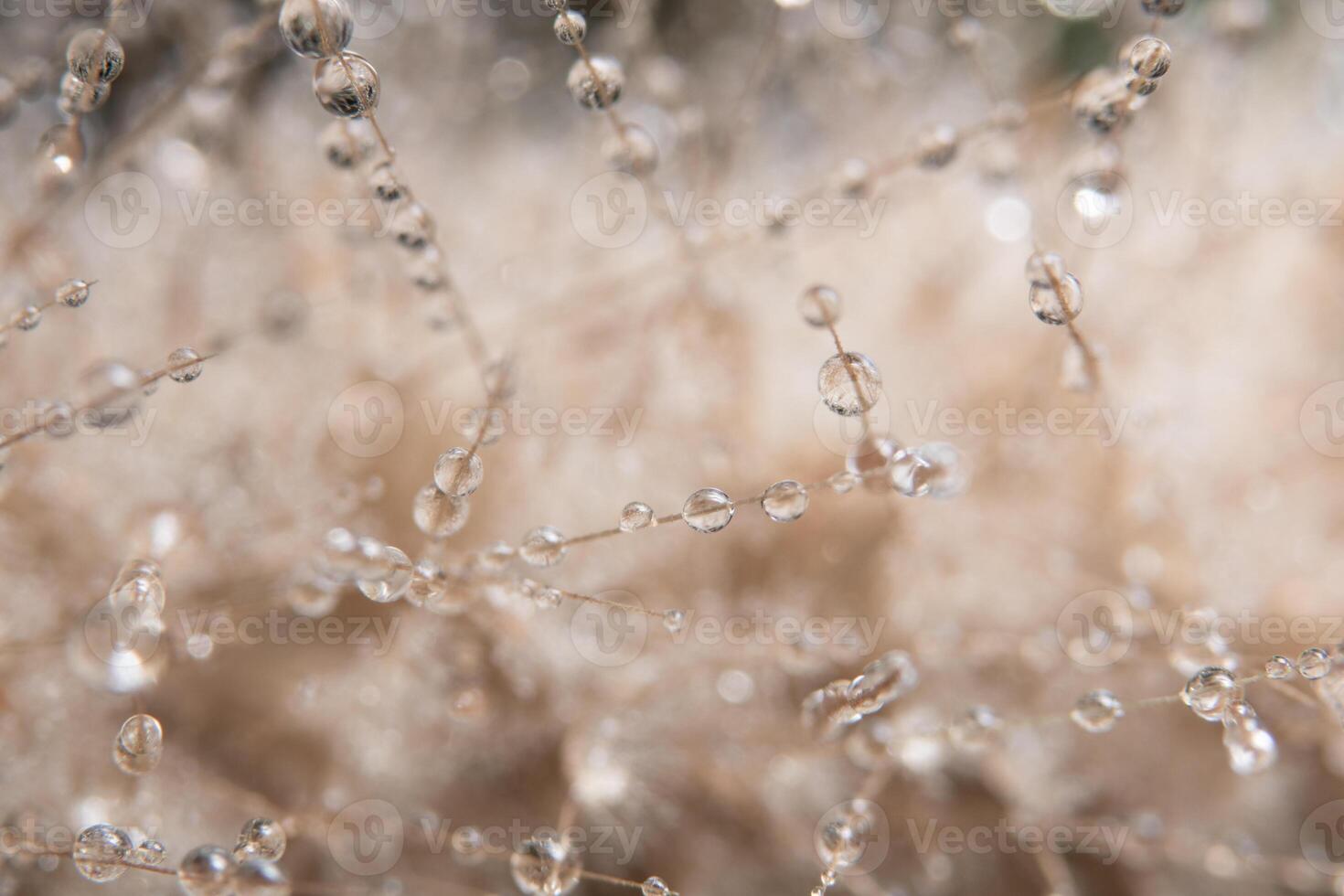 druppels water op een bloem foto