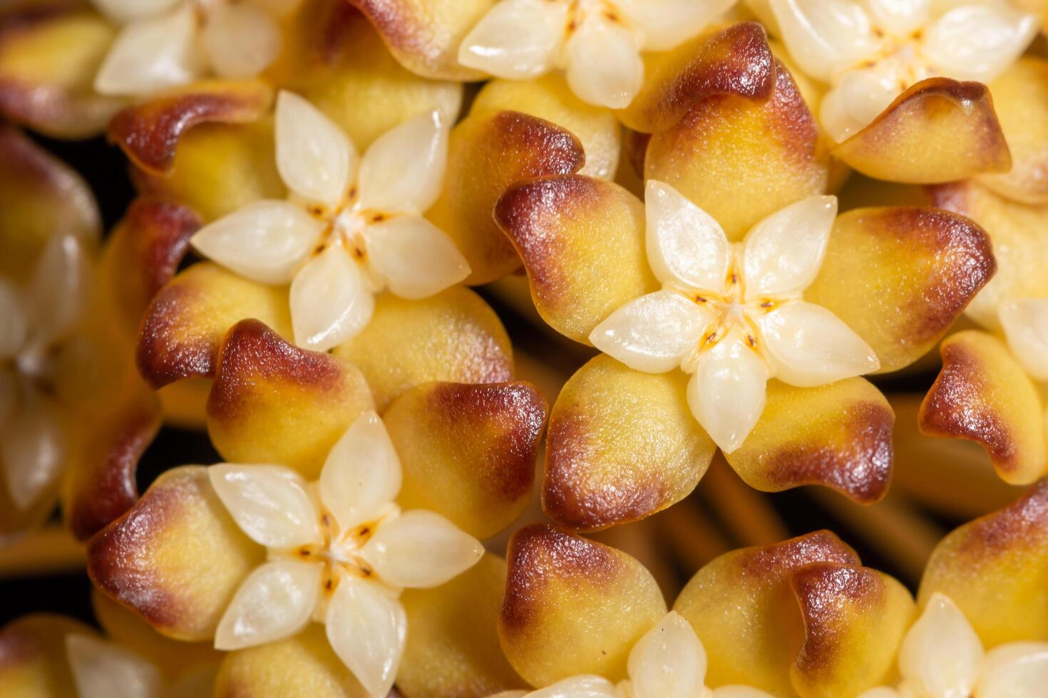 hoya bloemclose-up foto