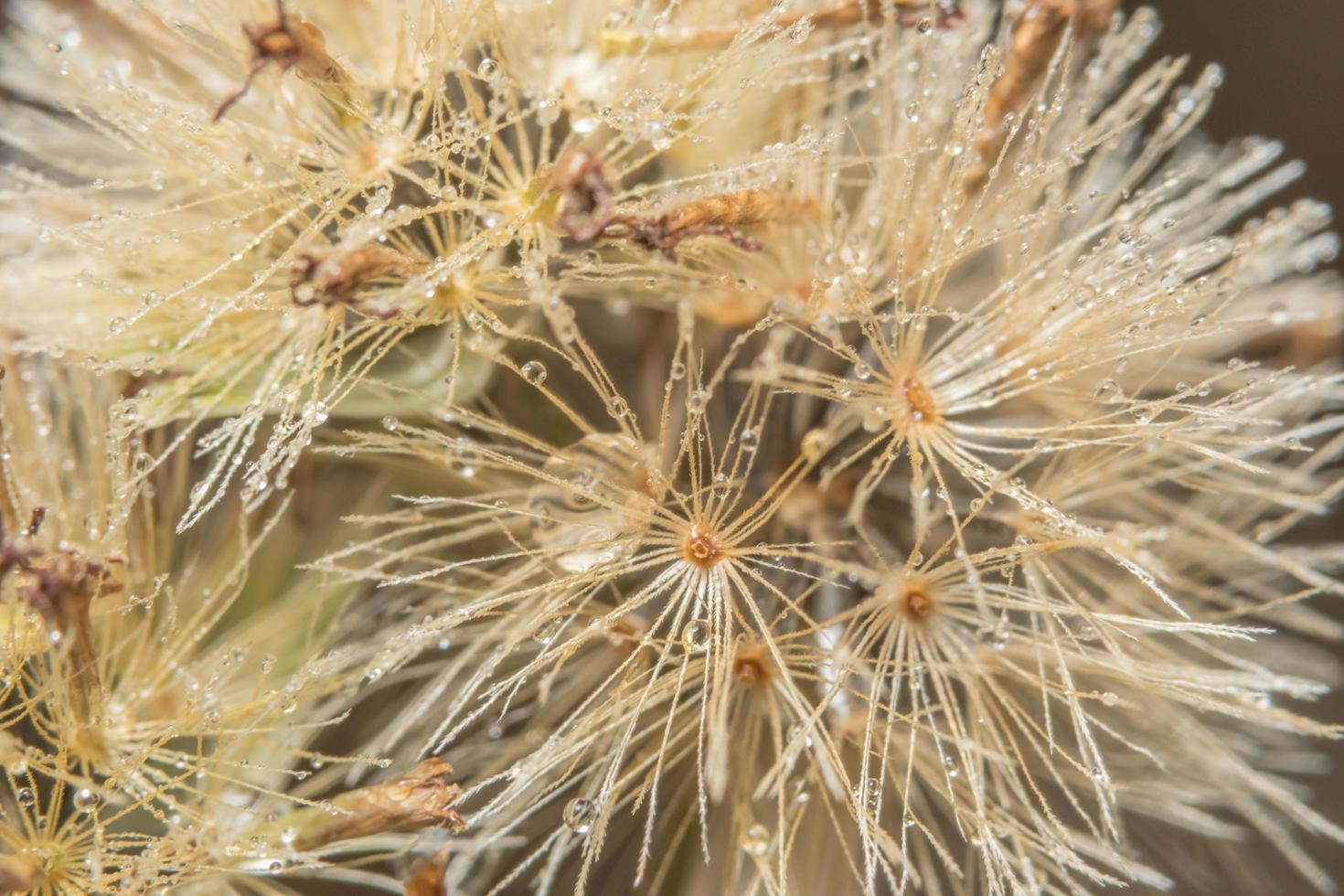 wilde bloem close-up foto