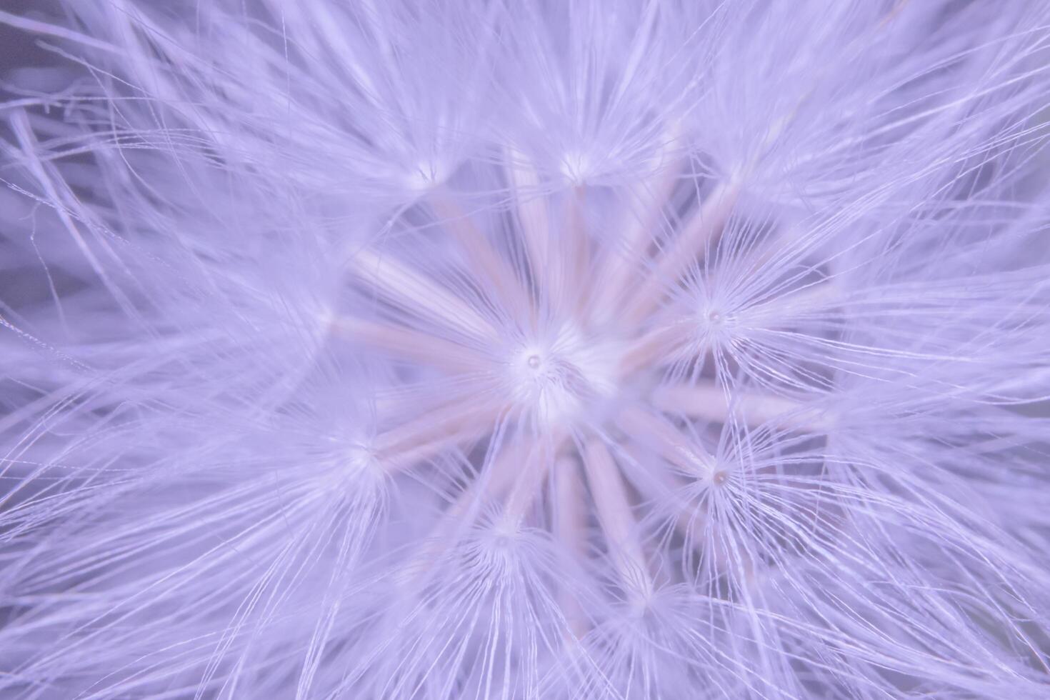 Wildflower close-up foto