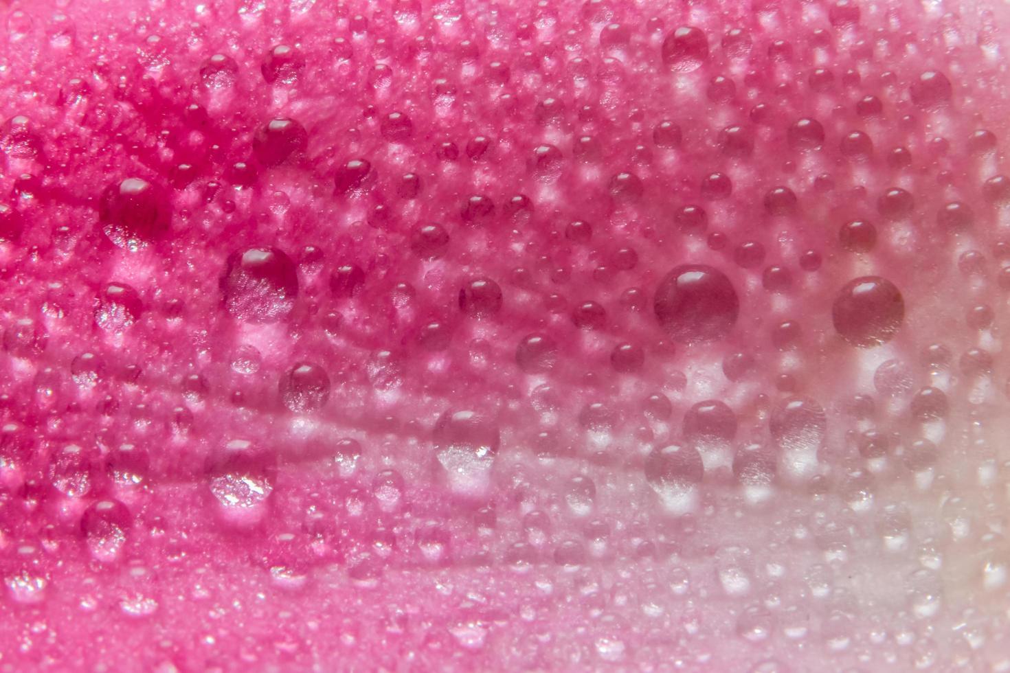 waterdruppels op de bloembladen van een roze roos foto