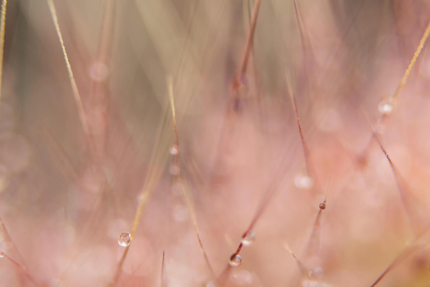 waterdruppels op wilde bloemen, onscherpe achtergrond foto