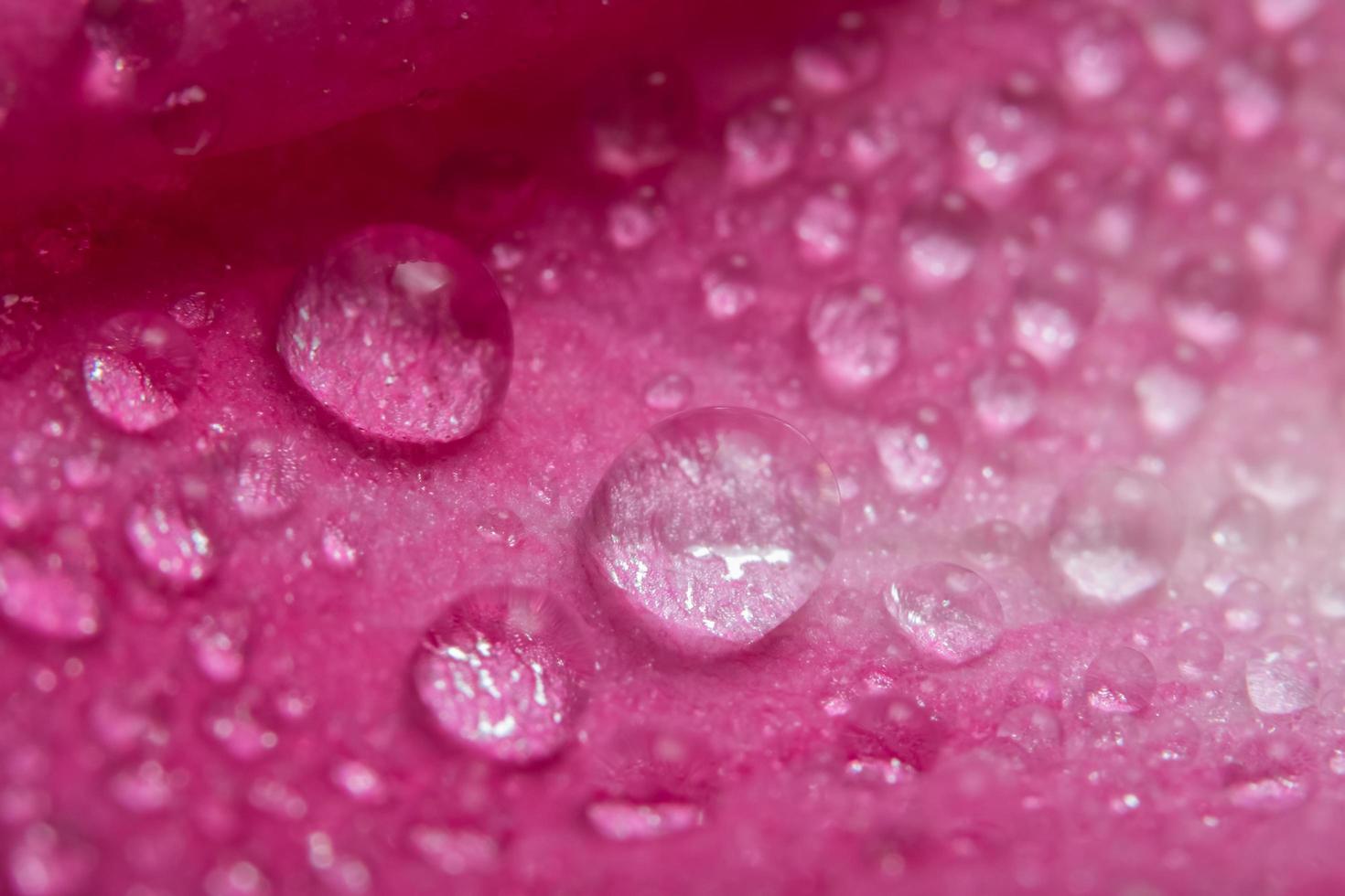 waterdruppels op de bloembladen van een roze roos foto