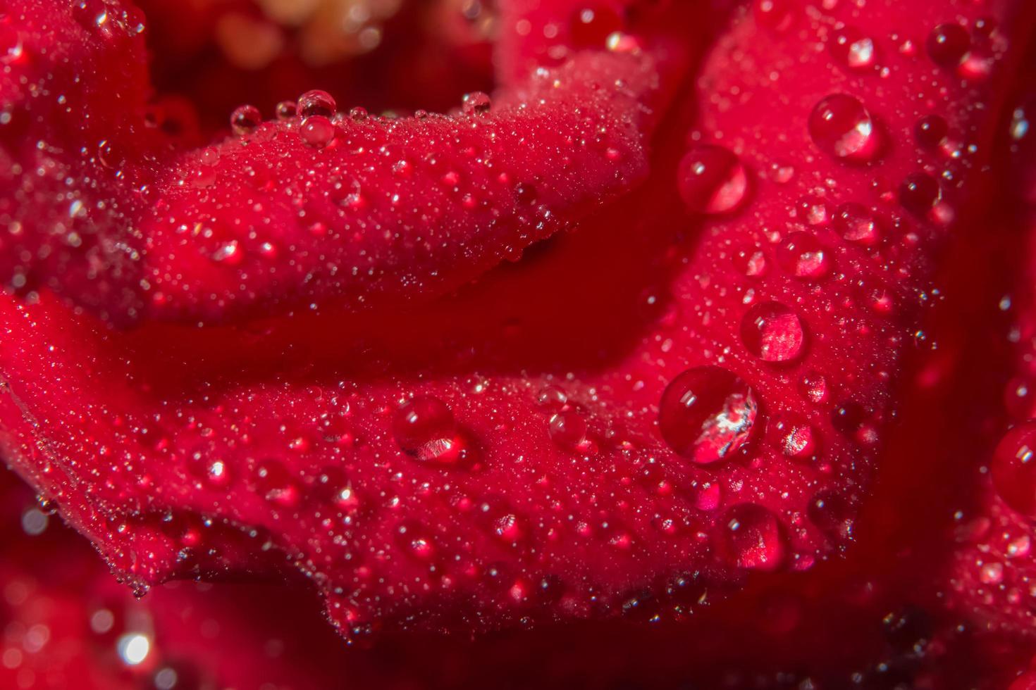 waterdruppels op een rode roos foto